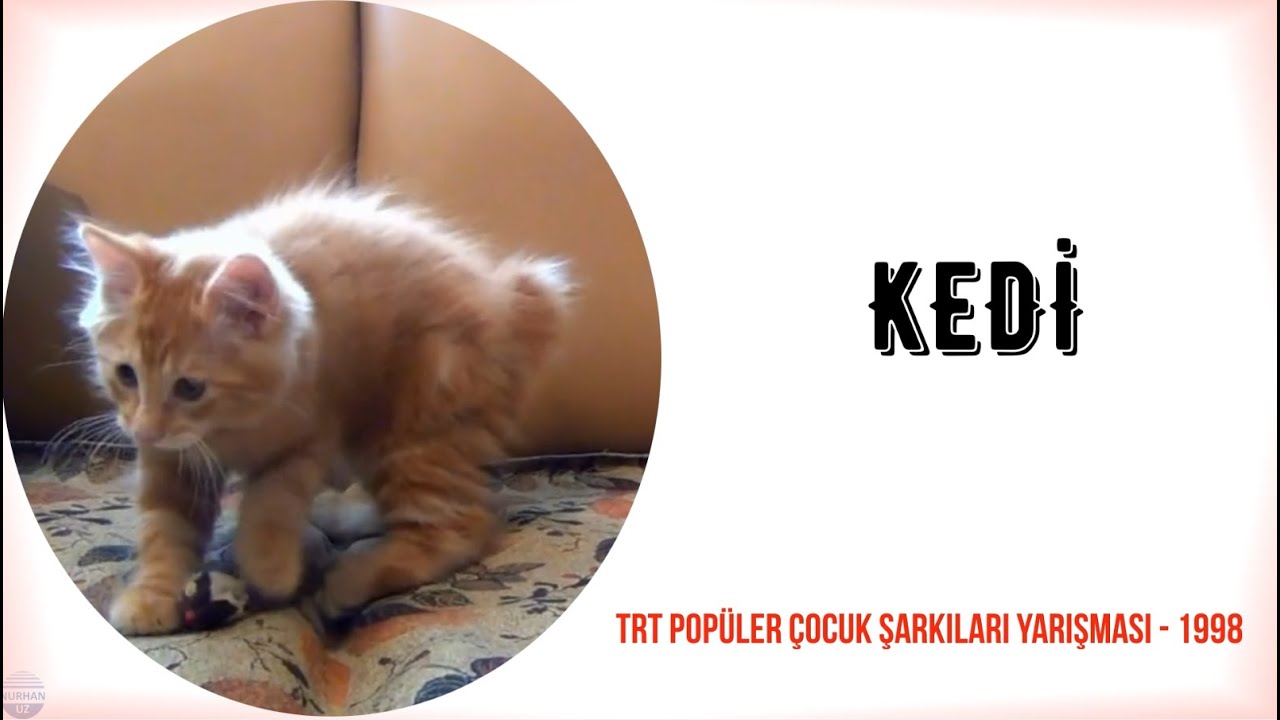 Kedi