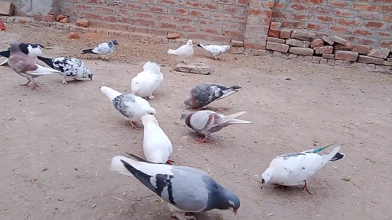 My shoke 