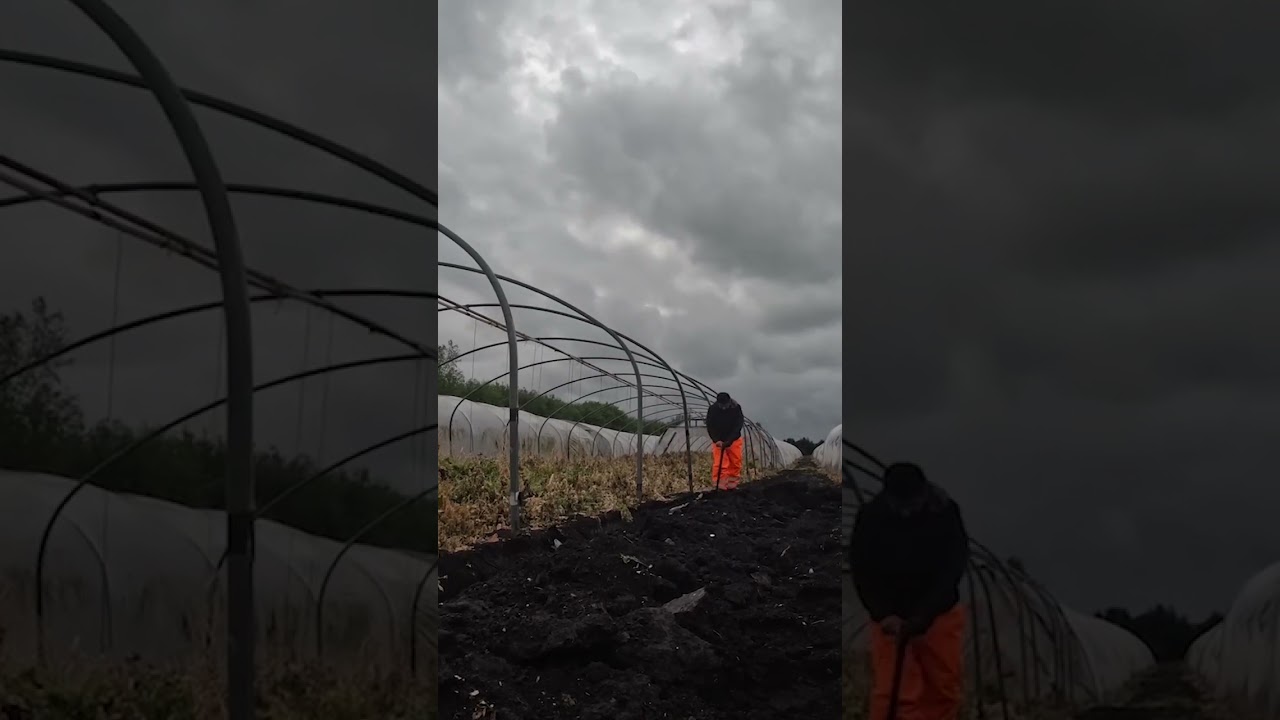 DIGGING UP A POLYTUNNEL GREENHOUSE. PLEASE HIT LIKE #shorts