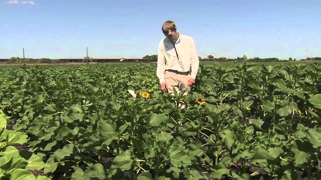 America's Heartland: North Dakota Sunflower Harvest