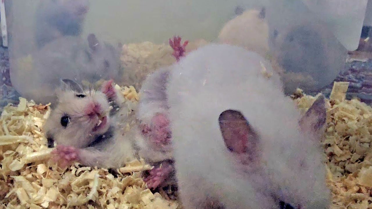 Terrible fight between two hamsters