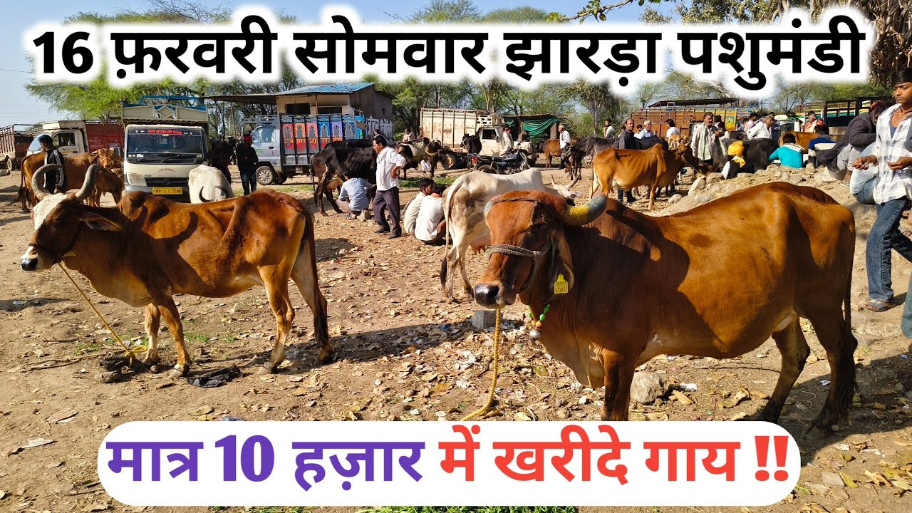 16 फ़रवरी सोमवार झारड़ा पशुमंडी जिला मंदसौर || #झारड़ा_पशु_मेला #jharda_pashu_mela #dairyyatrauday 