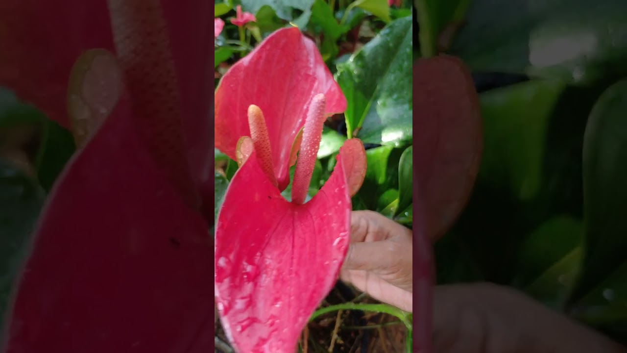 ලස්සනම දවසක් හැමෝටම🥰0706132904🥰2026/03/04