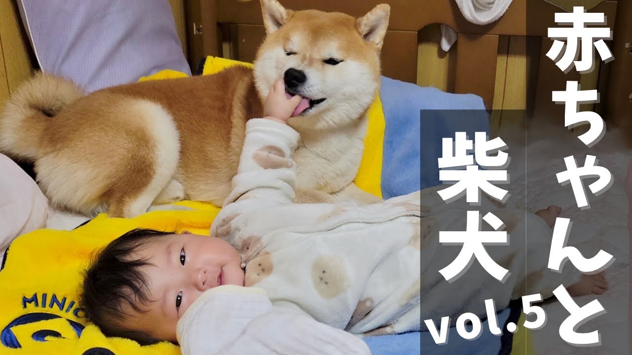 赤ちゃんに鼻を握られたり、舌を引っ張られそうでも怒らない柴犬