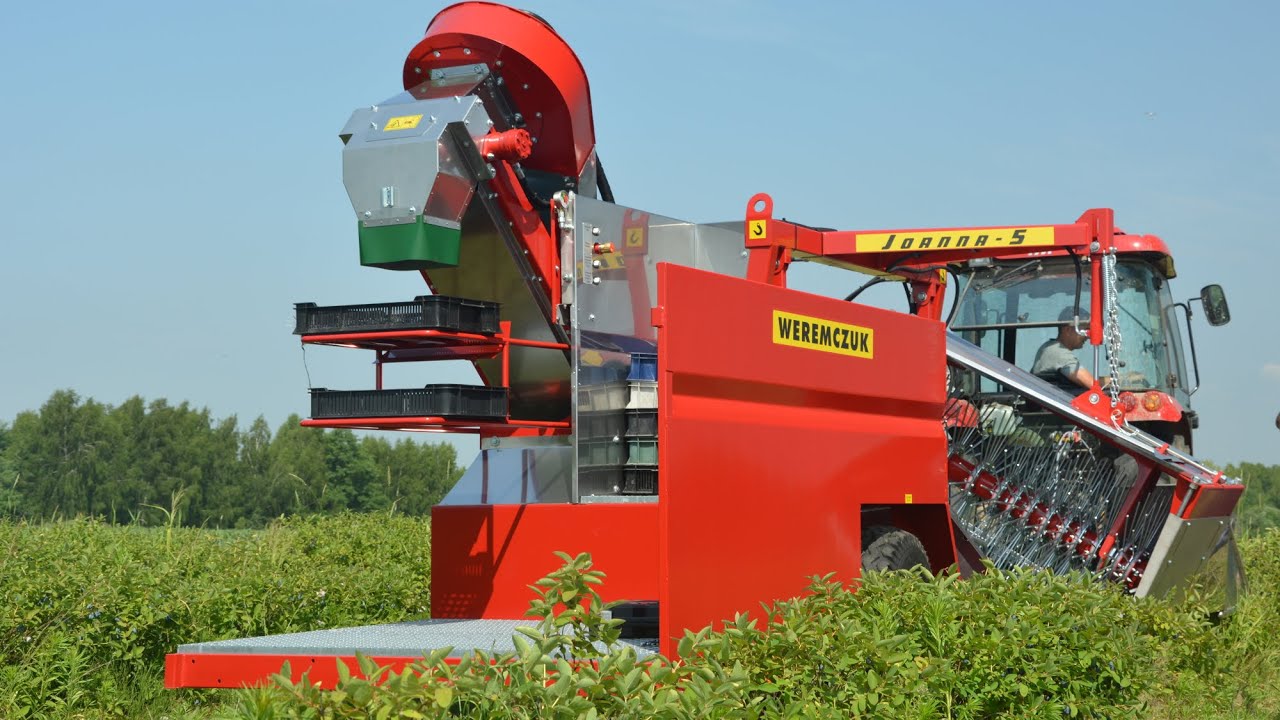 Haskap picking with berry harvester JOANNA-5 + TYM T555