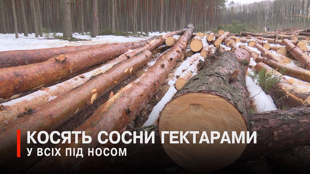 Валять ліс вже над дорогою: лісоруби втікають від камери