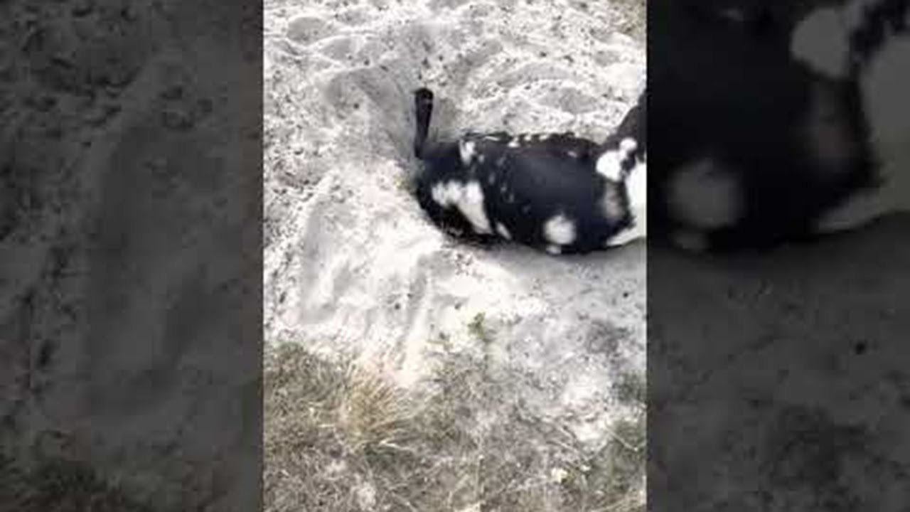 Rescuing a Goat with its Head Stuck in a Hole || ViralHog