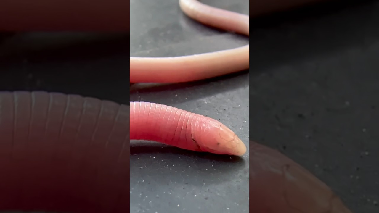 FL worm lizard!! #animals #animaleducation #wormlizard #flwormlizard #rhineura
