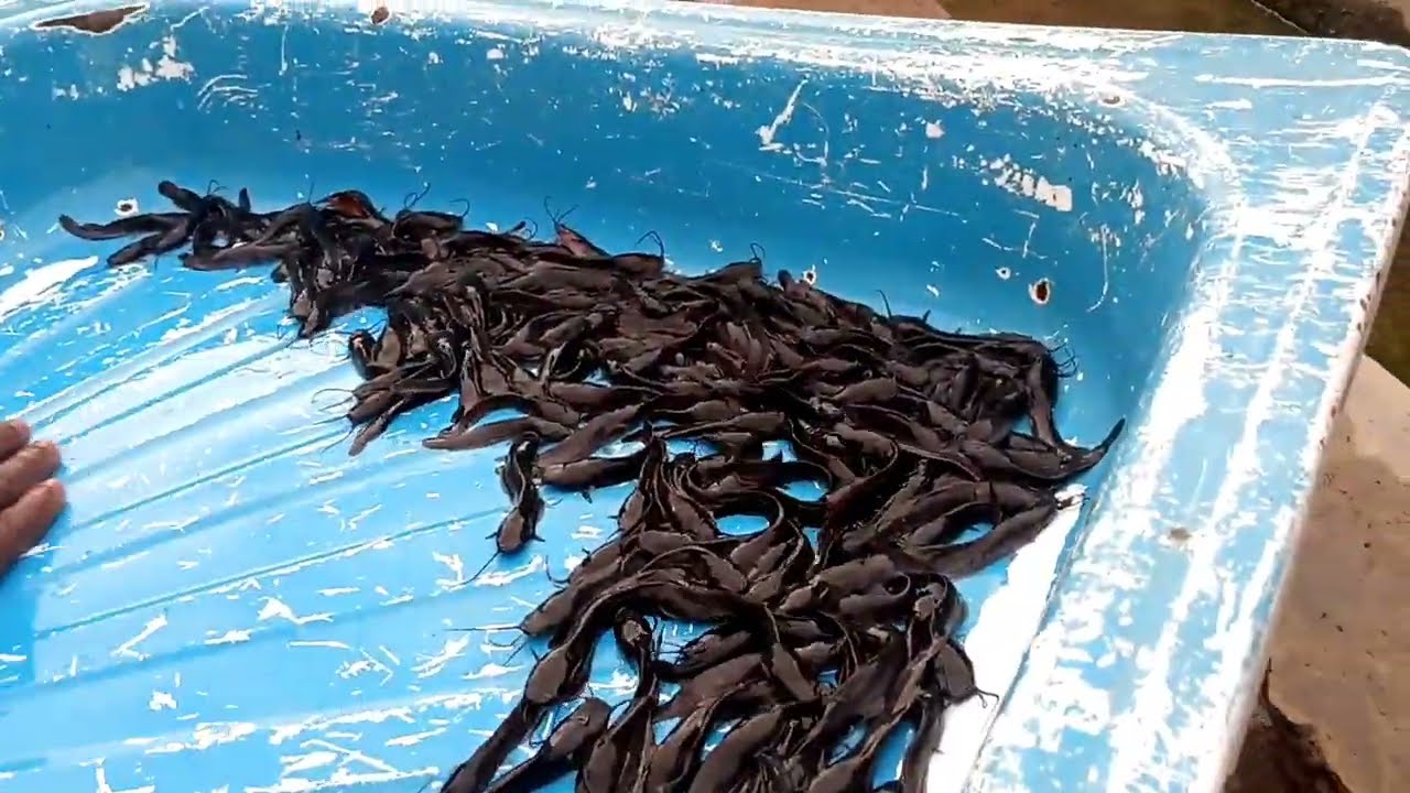 Catfish Production in Nigeria| Different Sizes of Catfish; Fingerlings, Juvenile and Post Juvenile