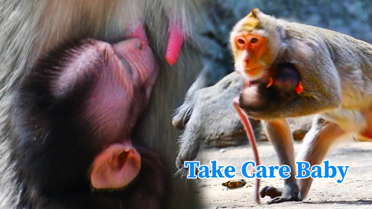 Adorable love baby monkey hug mom get more milk and mom really love 