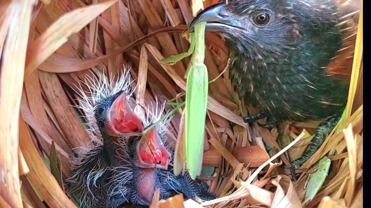 ANAK BUBUT DI BERI MAKAN BELALANG MENTADU BELALANG PREDATOR