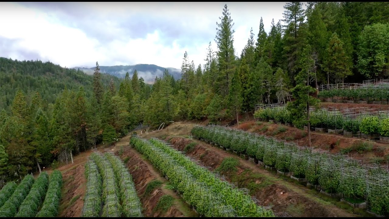 Our 2019 Sungrown Harvest