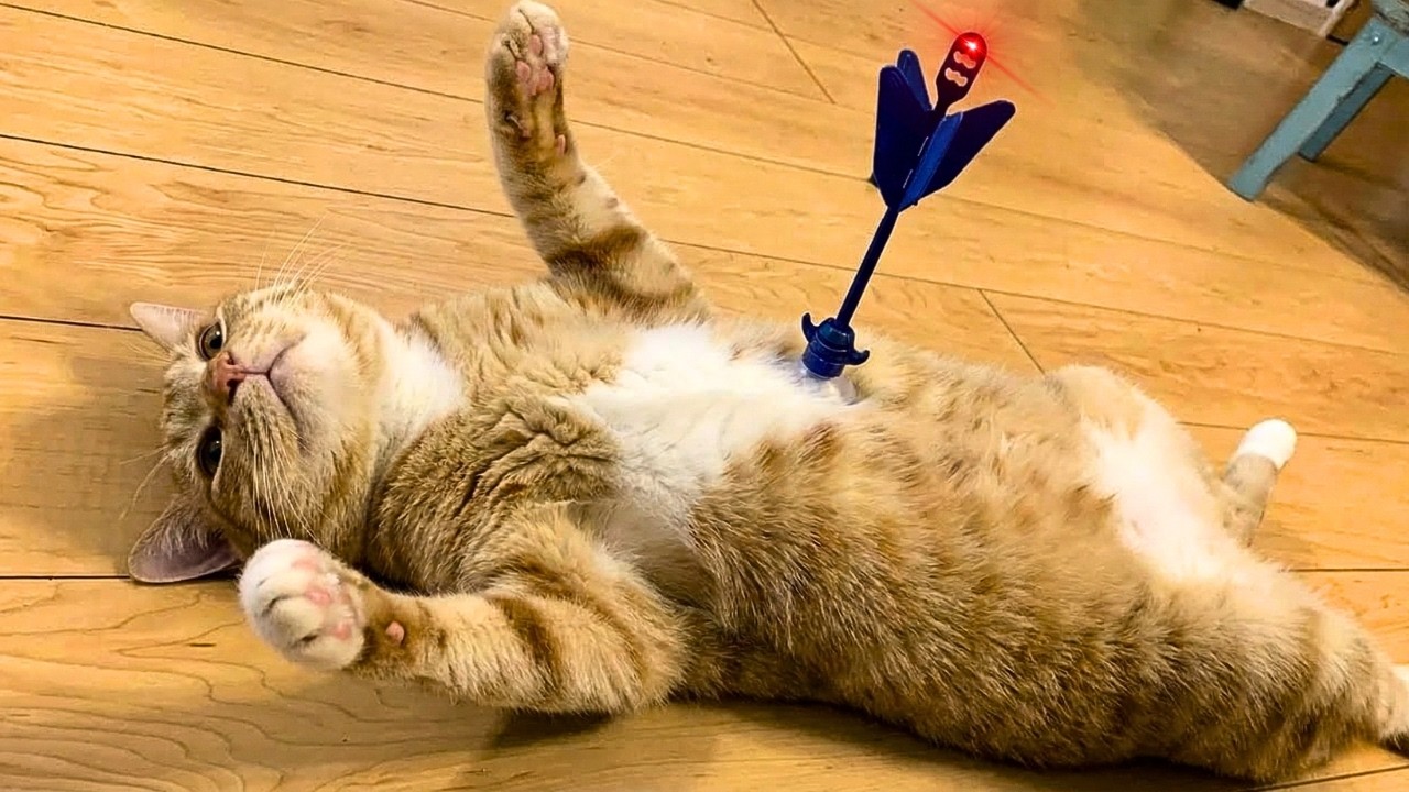 Try Not To Laugh 😂 Funniest Cats | Funny Cat Compilation #2