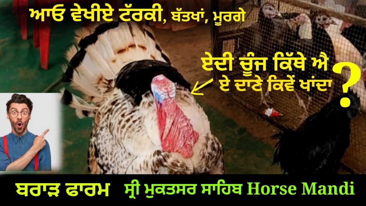 Brar Farm Sale's turkey bird, Ducks. ਟਰਕੀ ਦੀ ਚੁੰਝ ਕਿੱਥੇ ਐ? ਕਿਵੇਂ ਖਾਂਦਾ ਦਾਣੇ? Gagan Sandhu Vlogs.