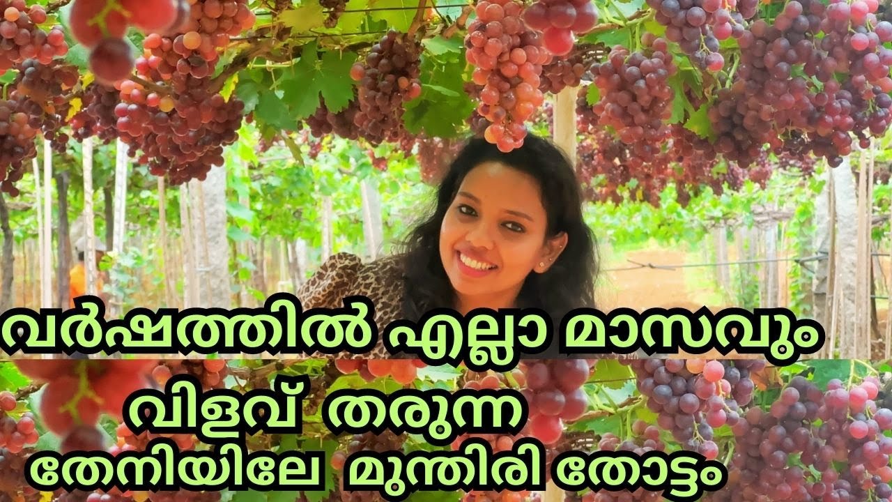 M S R Grape farm @ Theni, Tamilnadu