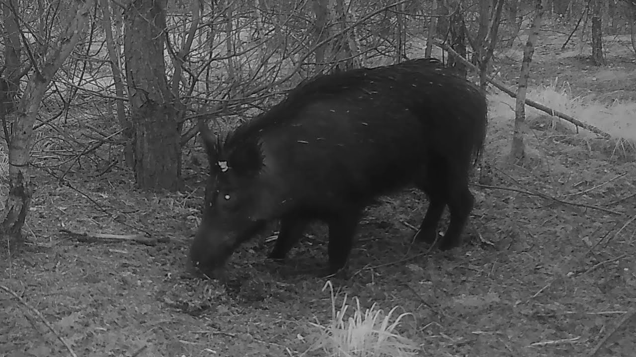 Wild zwijn eet verkeersslachtoffer, Wild Boar Feasts on Roadkill Deer.