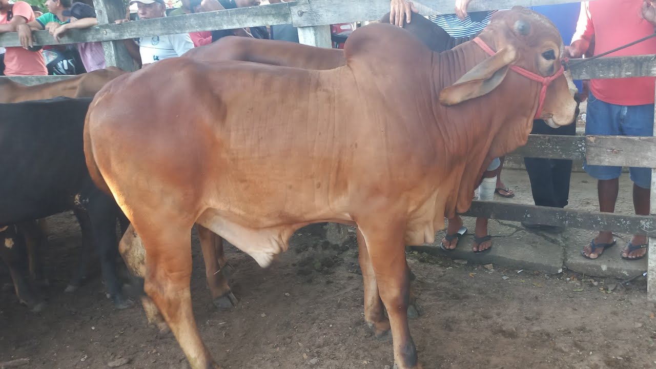 Feira de gado. Continuação em canafistula de Frei Damião Alagoas 07/03/26#nordeste