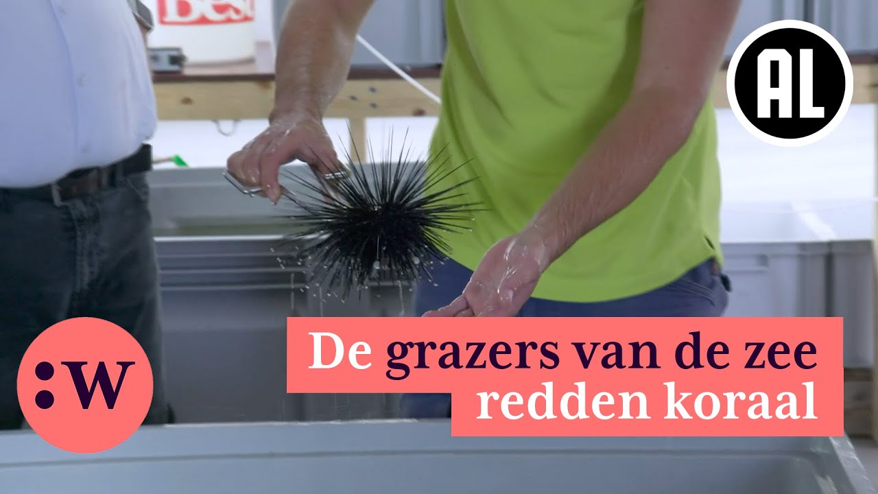 Zee-egels kweken om koraal te redden | NTR Wetenschap
