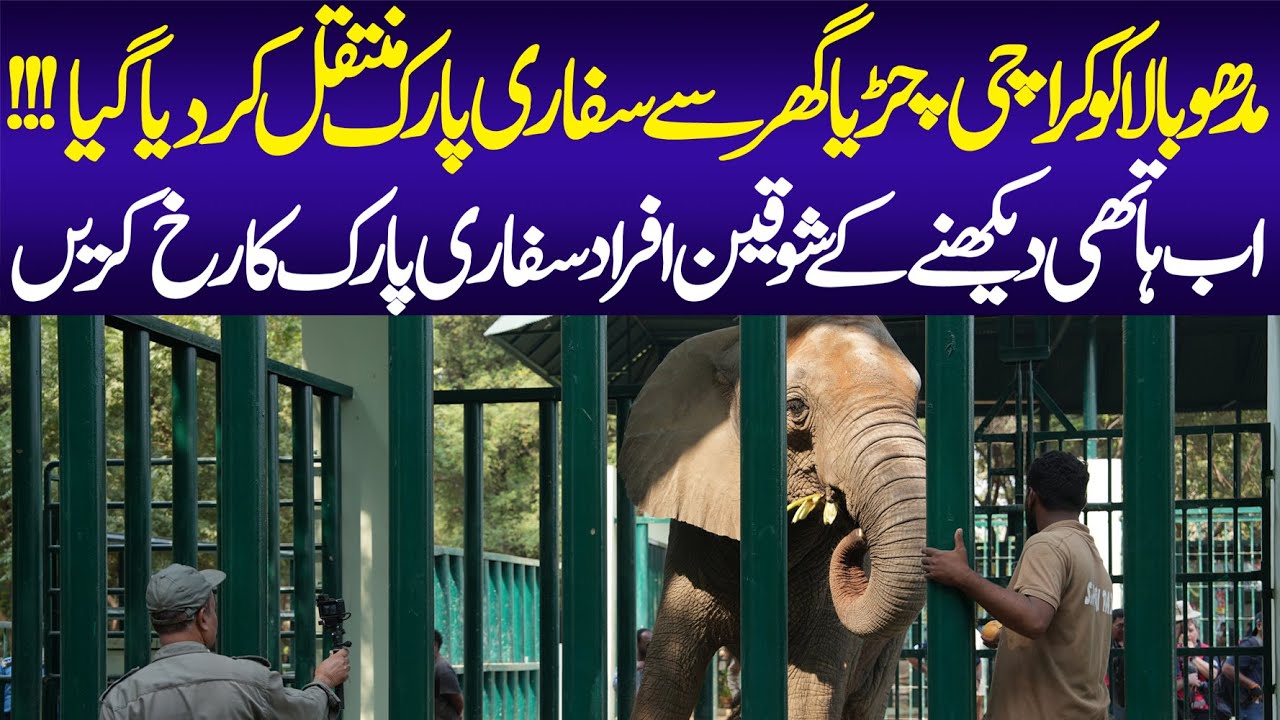 Karachi Zoo's Elephant Finds New Home | Madhubala Shifted to Safari Park | Animal Lover