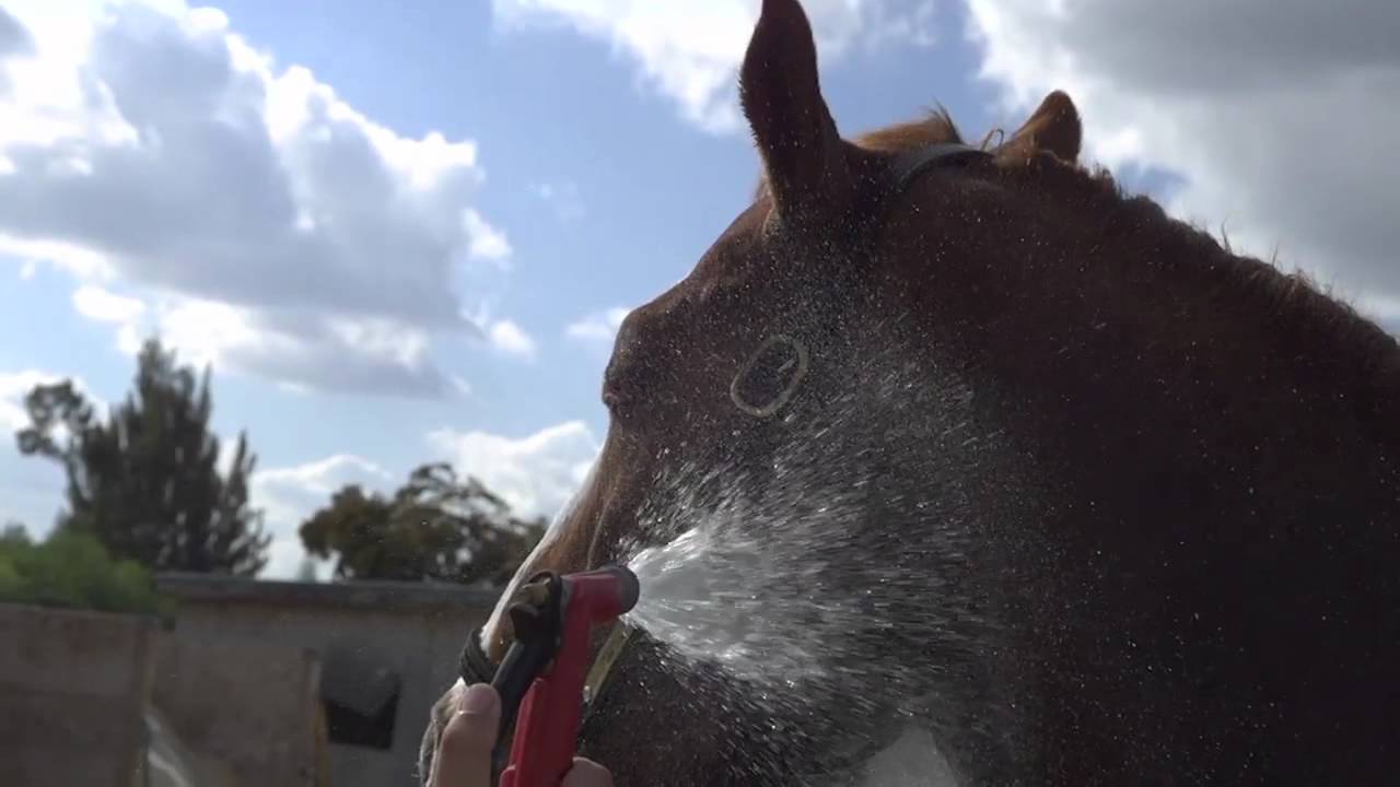 Richard Couto and Freedom's Flight