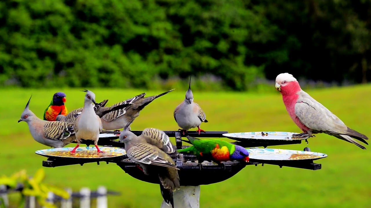 VIDEO FOR CATS #birds of #australia / Aves Australianas.