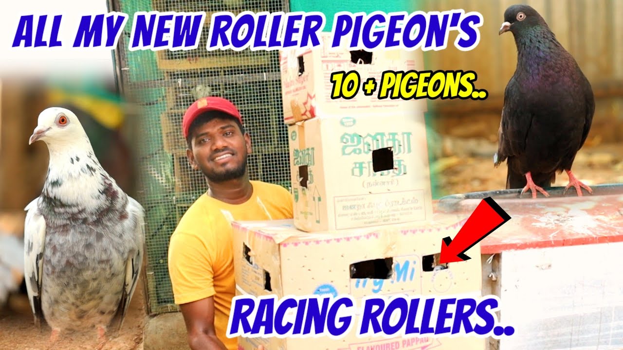 💥🕊️ Purchase New Racing Rollers | All My New Pigeons..