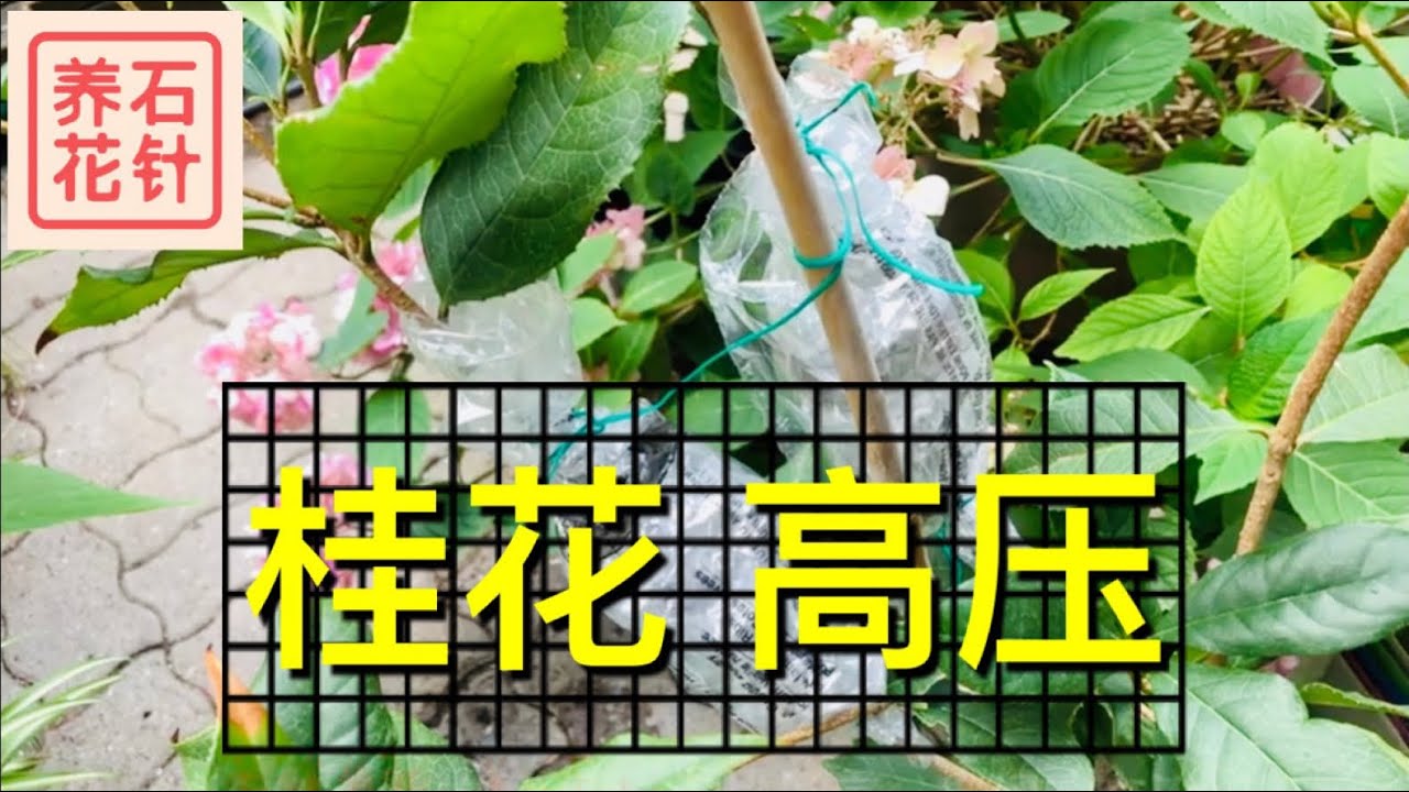 桂花 - 高压生根第一步，能成功吗？