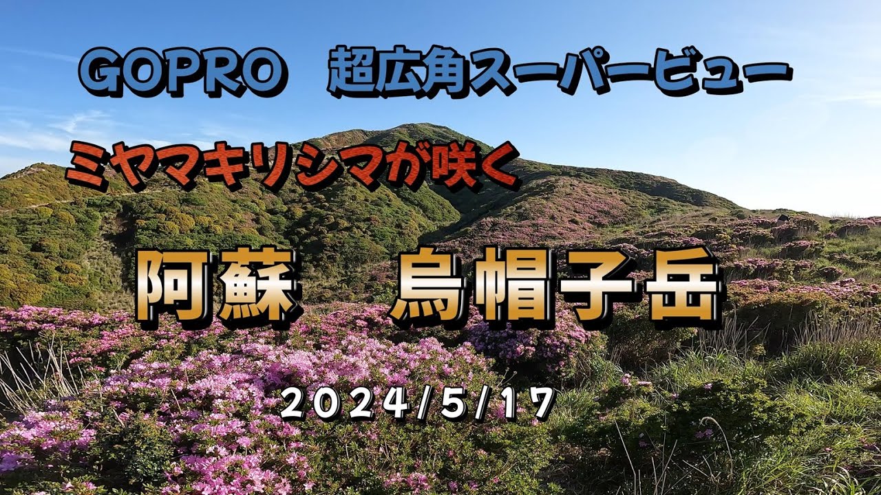 阿蘇　烏帽子岳のミヤマキリシマ　　4K映像