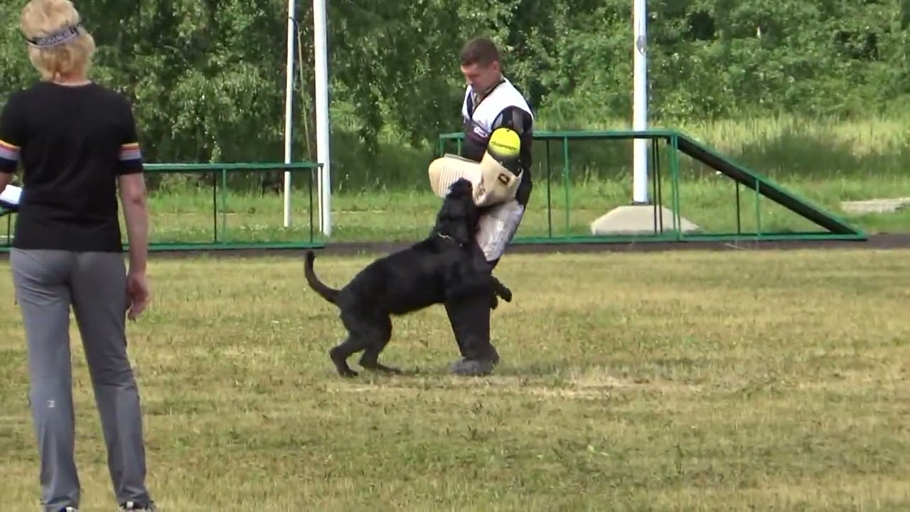 2022 IGP CACT Russia Knyazhevo 15 Molevich Nonna (52) and Ger Hip Halorri (Riesenschnauzer) C89