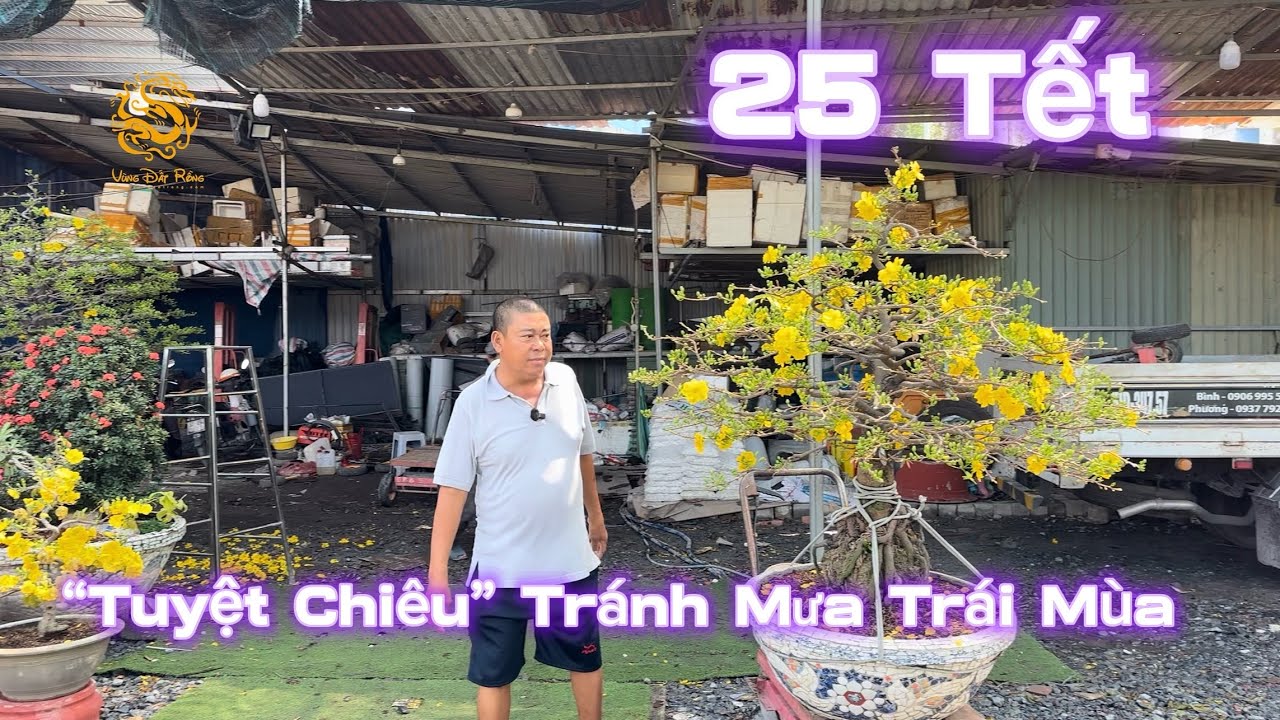 🐉25 Tết_Tuyệt chiêu tránh Mưa trái Mùa_Giảo Xuân Nghĩa Nở Bông ở Vườn Mai Phương Bình|Vùng Đất Rồng 