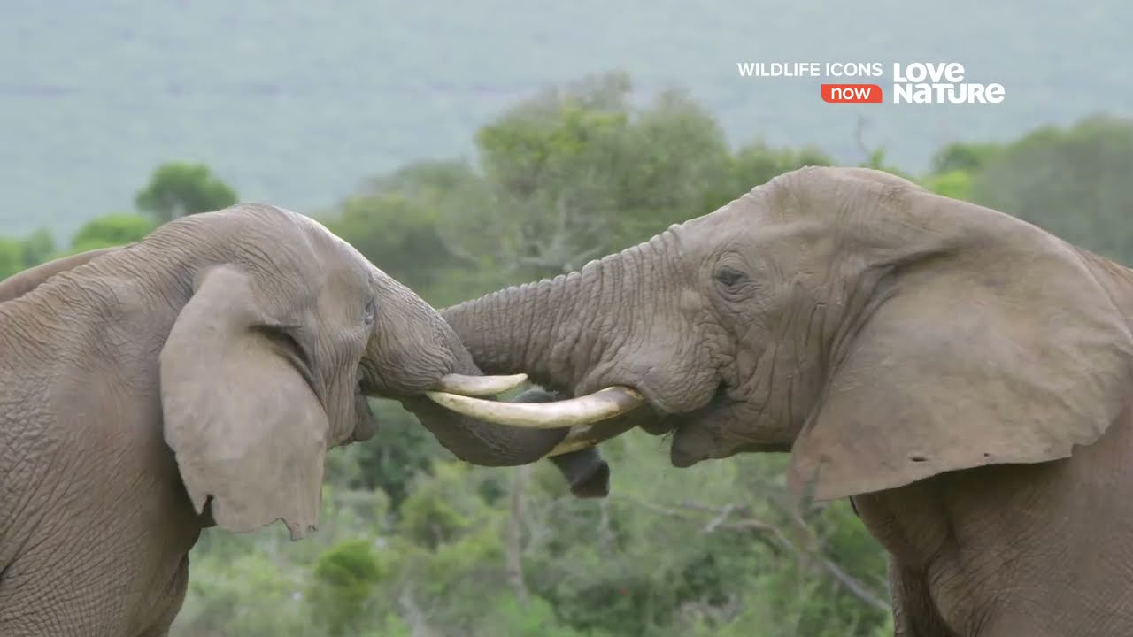 Герои дикой природы. Док фильм Love Nature HD.   Wildlife Icons.   История слонов.