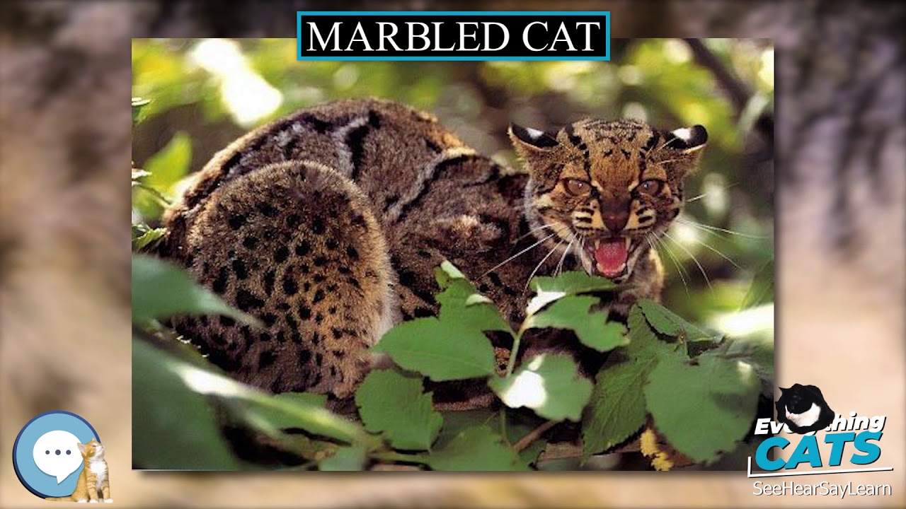 Marbled cat 🐱🦁🐯 EVERYTHING CATS 🐯🦁🐱