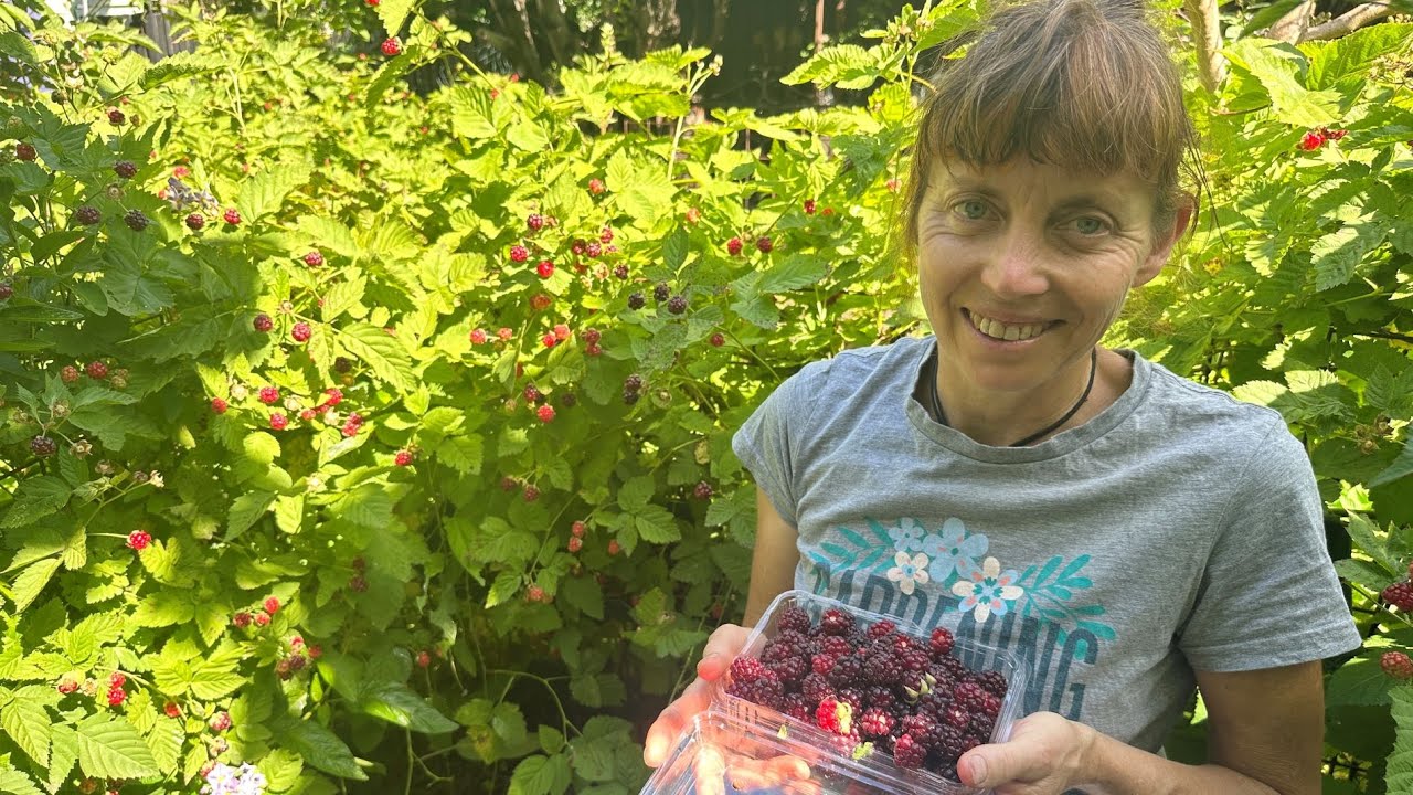 Thornless Loganberry harvest in early summer with Karen Sutherland