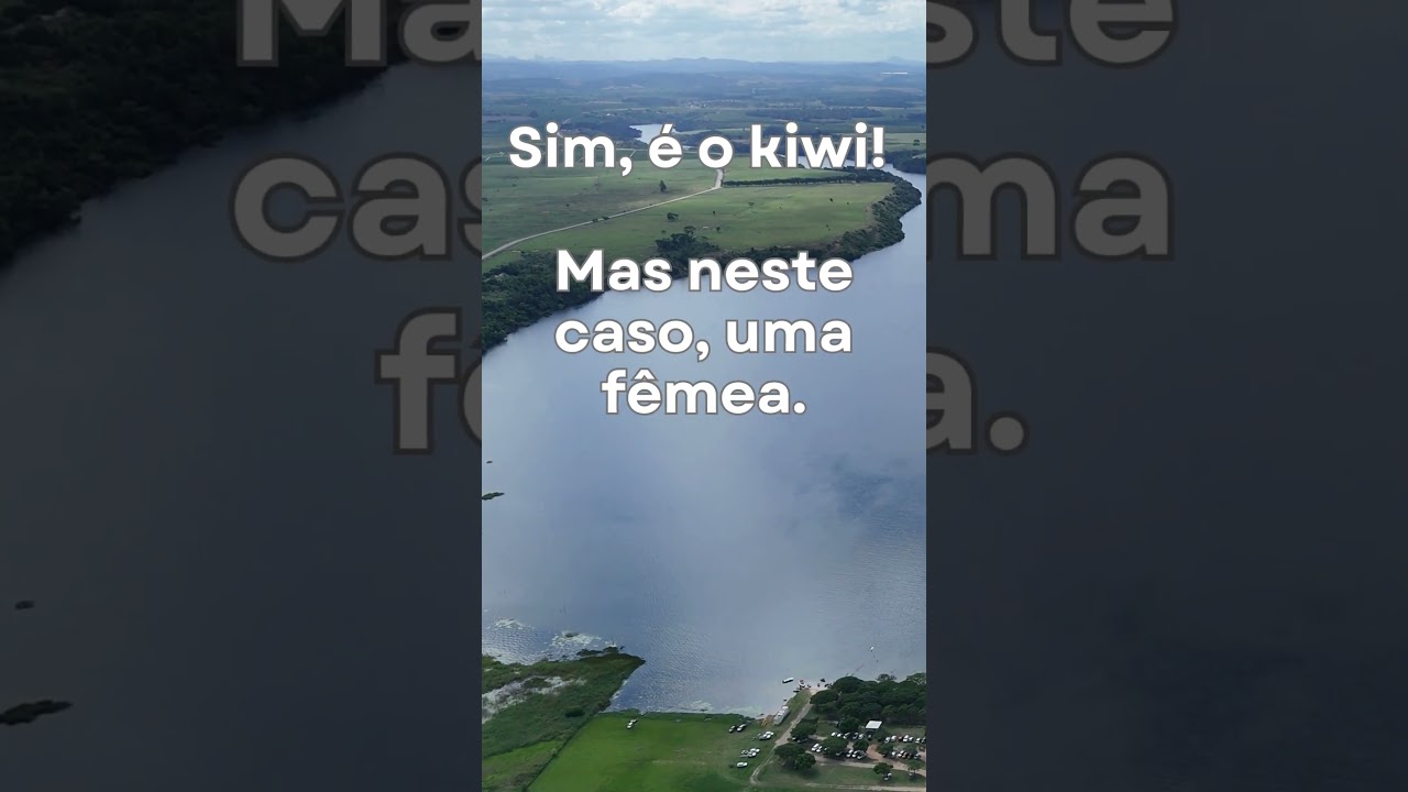 Desafio animal 2: cinco pistas para descobrir uma ave curiosa e simpática