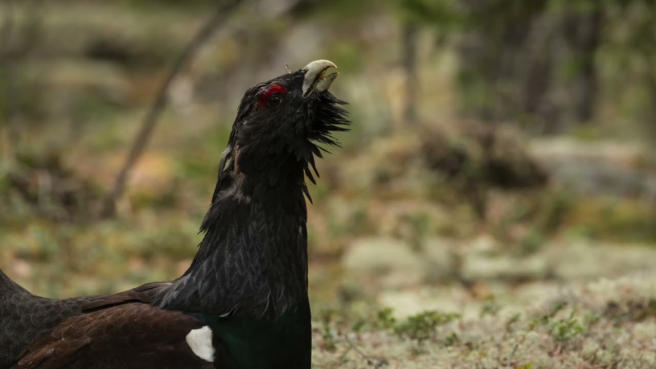 Söderön i mitt hjärta 4K 2025 12 19