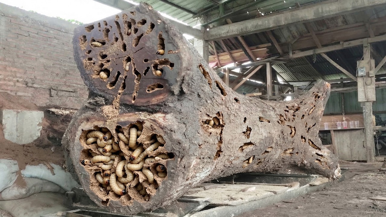 The Most Expensive Wood Slab Ever Cut