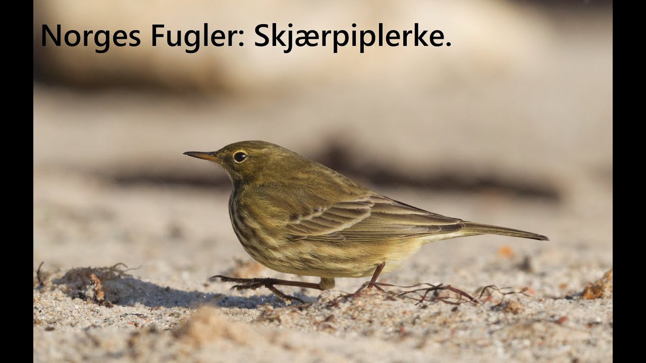 Norges Fugler: Skjærpiplerke.