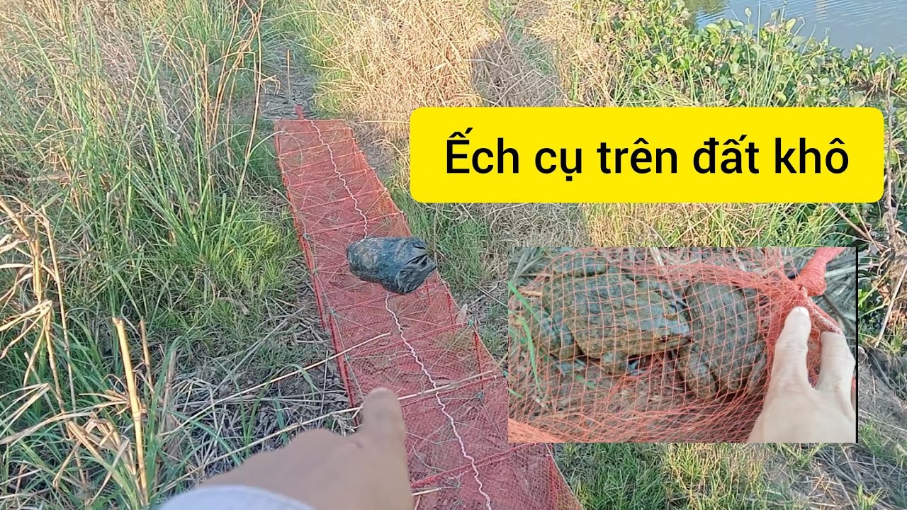 P4: túc ếch trên đất khô, bắt hết ếch cụ gần mươn nước.