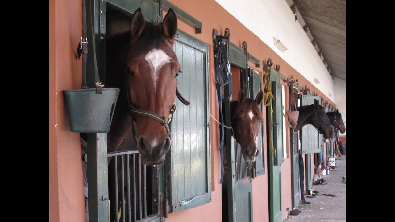 Manejo adecuado de Caballerizas para el bienestar de los Equinos - TvAgro por Juan Gonzalo Angel