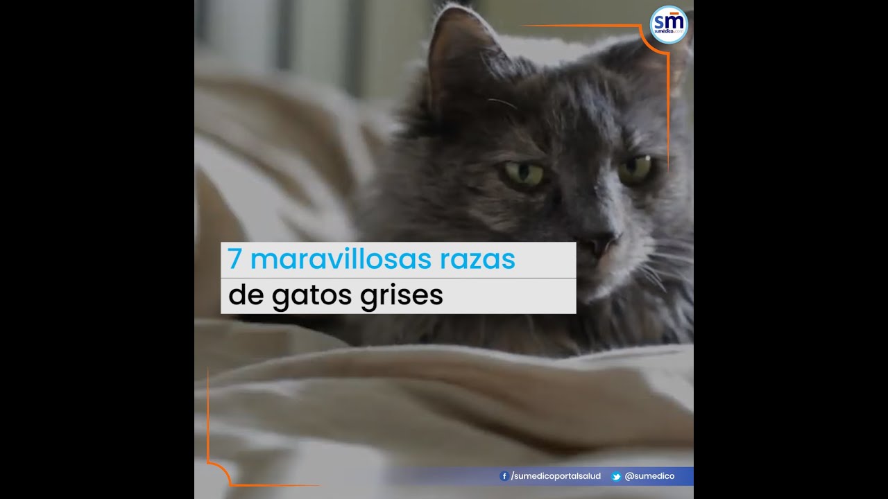 7 maravillosas razas de gatos grises