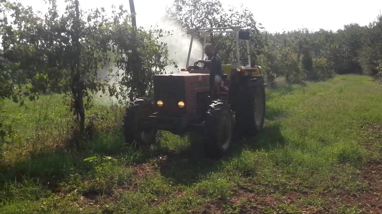 Irrorazione viti con cannoncini e uva distrutta dalla grandine a Dragoni 21 07 2013