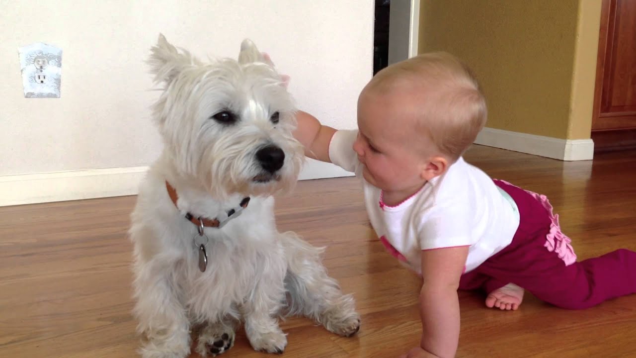 Westie and Baby