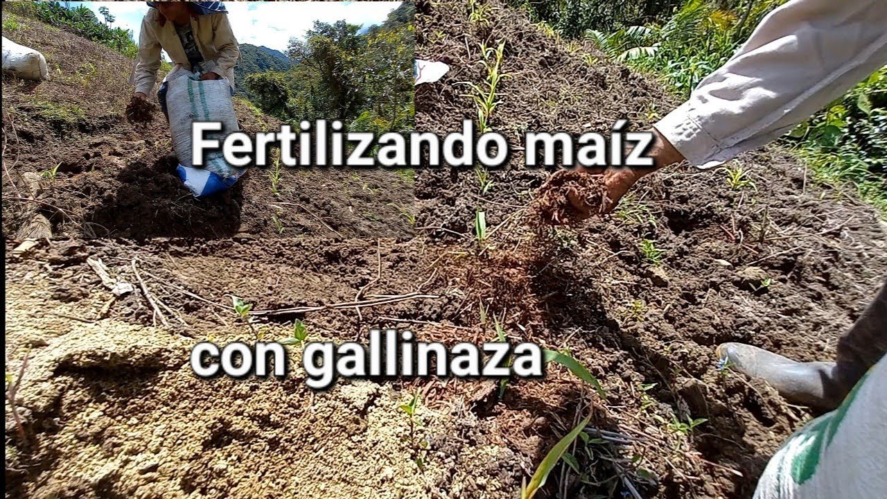 &iquest;C&oacute;mo fertilizar o abonar el maiz con gallinaza o pollinaza?