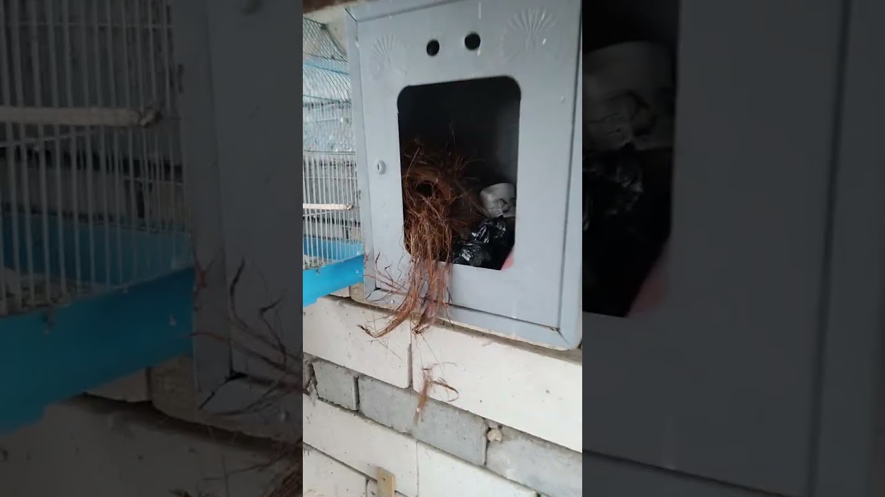 مقطع قصير من محميه المنصوري