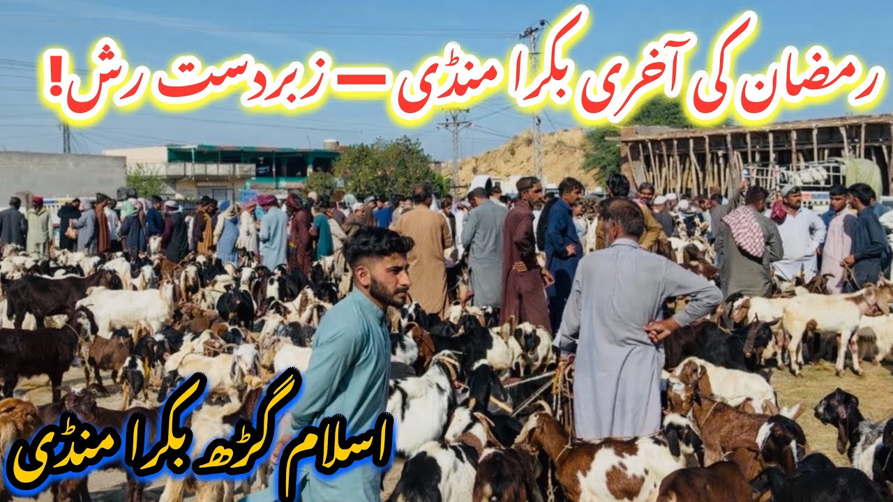 Islamgarh Bakra Mandi | Last Goat Market of Ramadan | Beautiful Goats & Huge Crowd 