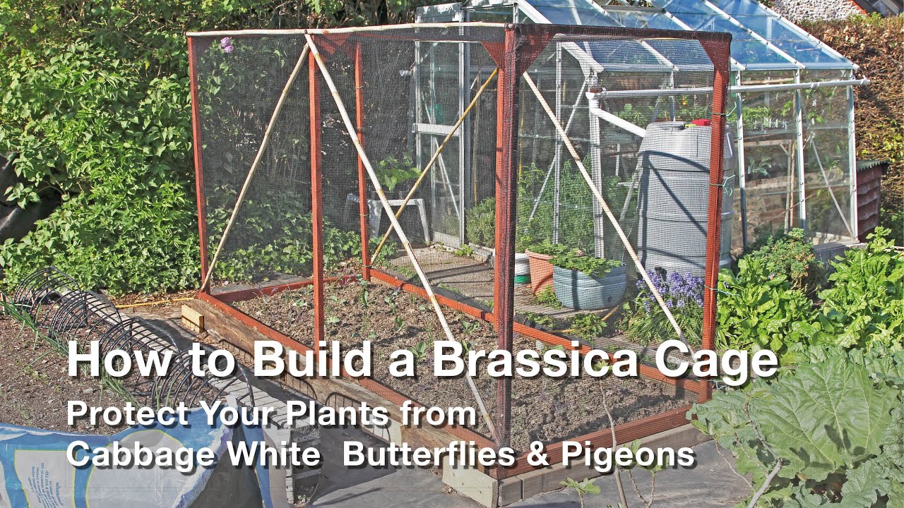 How to Build a Brassica Cage | Protect Your Brassica Plants from Cabbage White Butterflies!