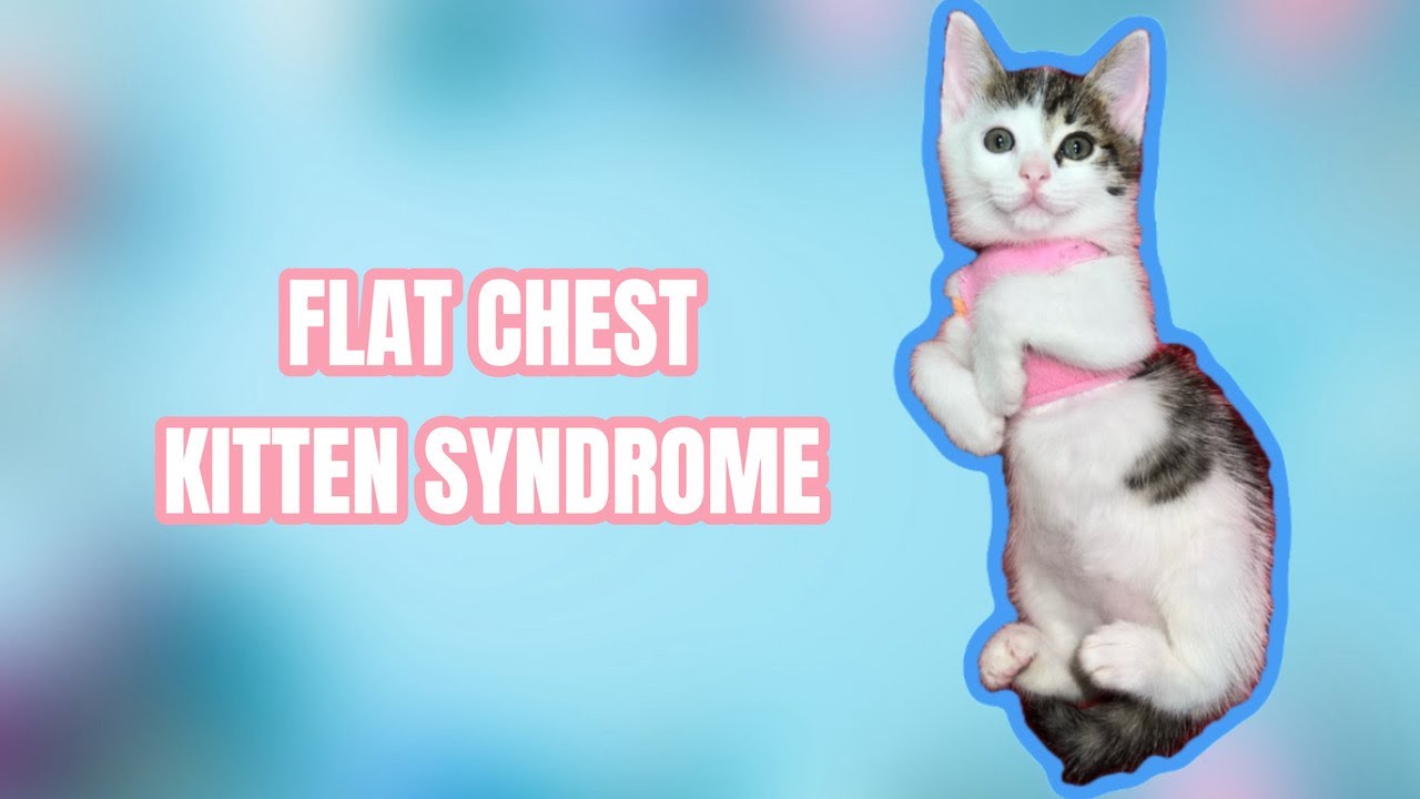 Kitten With Flat Chest Syndrome Needed a Corset to Survive