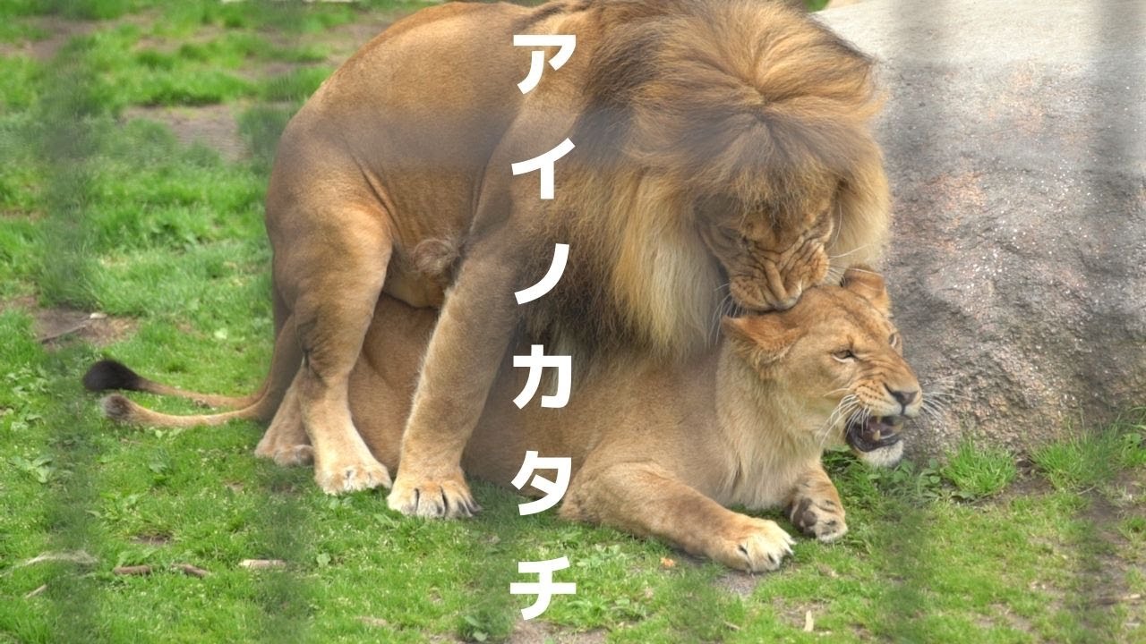 イオとオリトのアイノカタチ　同居から一ヶ月　愛を育むふたり【Young lion love story】
