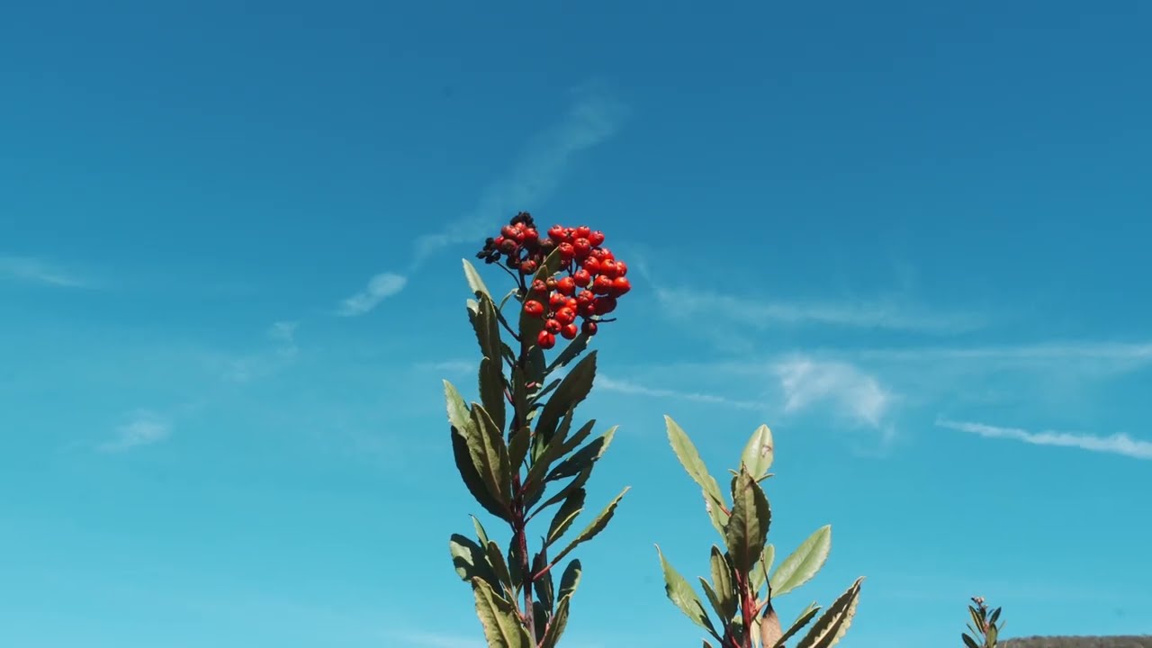 This is all the sky | Cinematic Short Film | Shot on Sony a6700