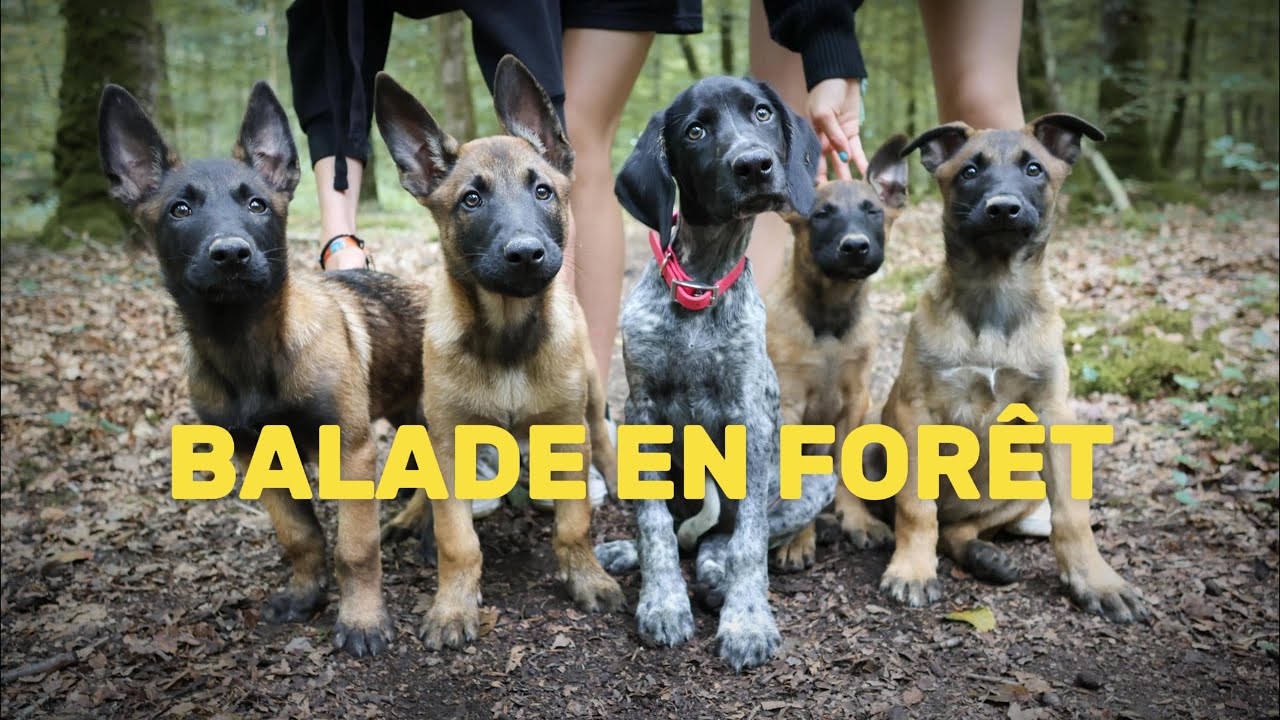 La 1ère balade en Forêt avec la tribu